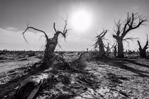 Bí ẩn “khu rừng quỷ” nằm trong sa mạc lớn nhất Trung Quốc