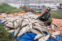 Người dân hoang mang hiện tượng cá chết bất thường ở nhiều địa phương