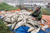 Người dân hoang mang hiện tượng cá chết bất thường ở nhiều địa phương
