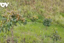 Phát hiện thi thể 1 nam sinh trên nương mía ở Sơn La