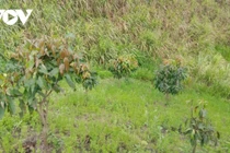 Phát hiện thi thể 1 nam sinh trên nương mía ở Sơn La