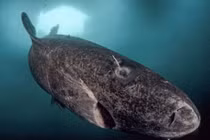 Động vật sống lâu hơn rùa mất 100 năm để trưởng thành và có thể sống đến 400 tuổi