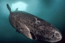 Động vật sống lâu hơn rùa mất 100 năm để trưởng thành và có thể sống đến 400 tuổi