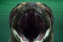 Bí ẩn loài trăn lớn nhất thế giới tuyệt chủng 60 triệu năm trước