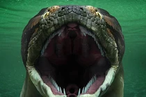 Bí ẩn loài trăn lớn nhất thế giới tuyệt chủng 60 triệu năm trước