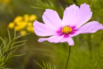 Độc lập, bền bỉ, 3 con giáp dù khó khăn vẫn tự mình đứng vững