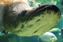 Rợn người 6 “thủy quái” ăn thịt hung tợn nhất trên sông Amazon