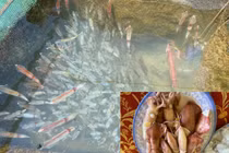 Chiêm ngưỡng mực nhảy Vũng Áng món ngon nức tiếng ở Hà Tĩnh