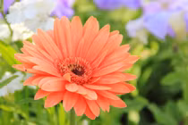 Từ giữa tháng 6/2022: 3 con giáp Thần Tài nâng niu, mở cửa thấy tiền 