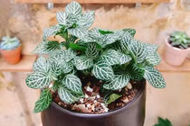 Tại sao mỗi người mệnh Hỏa nên sở hữu 1 cây cẩm nhung?