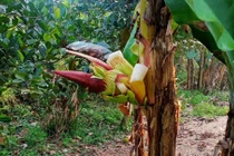 Lạ lùng cây chuối nứt ngang thân để trổ buồng ở Hà Tĩnh