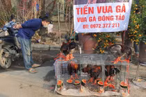 Độc nhất chợ hoa: Gà Đông Tảo ăn dưa hấu đợi khách, 2,2 triệu/con không bớt