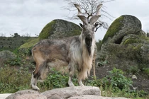 Những động vật có thật mà cứ ngỡ chỉ xuất hiện trong thần thoại