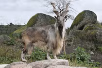 Những động vật có thật mà cứ ngỡ chỉ xuất hiện trong thần thoại