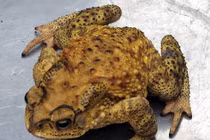 Ăn thịt cóc, một nam thanh niên ở Quảng Bình tử vong 