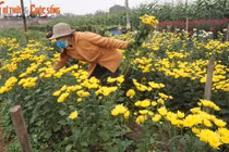 Ngắm thung lung hoa giữa vùng đồng bằng chiêm trũng