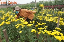 Ngắm thung lung hoa giữa vùng đồng bằng chiêm trũng