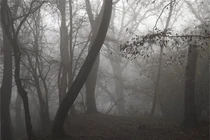 Rùng rợn những “khu rừng ma ám” nổi tiếng nhất thế giới