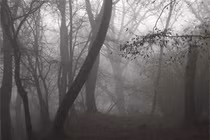 Rùng rợn những “khu rừng ma ám” nổi tiếng nhất thế giới