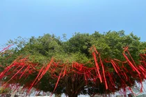 Cây sanh cổ thụ thế mâm xôi tuyệt đẹp ở Huế khoác áo mới