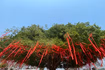 Cây sanh cổ thụ thế mâm xôi tuyệt đẹp ở Huế khoác áo mới