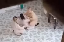 Sư cô đánh cháu bé Sài Gòn: “Thương cho roi vọt” còn hợp thời?