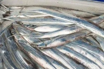 Con cá cứng đầu nhất thế giới, một khi bị bắt sẽ 'tự sát'