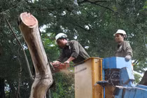 Cận cảnh chặt hạ 3 cây sưa đỏ quý hiếm ở Hồ Gươm