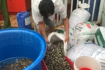 Bắt chủ cơ sở ngâm ốc bươu với hóa chất bán cho quán ăn