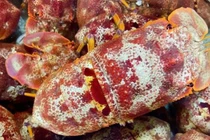 Loài hải sản hiếm ở Việt Nam có tên rất lạ, giá 2 triệu đồng/kg