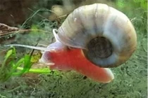 Bất ngờ 10 động vật nguy hiểm nhất hành tinh, chớ dại đến gần 