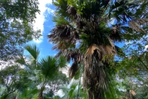 Kỳ Lạc rộn ràng mùa cọ chín