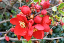 Đào hoa chiếu mệnh, 3 con giáp từ nhỏ được sủng ái, lớn lên cưới đúng người