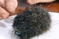 Xôn xao vật thể nghi “trư sa” ở Bình Phước: Có quý như lời đồn? 