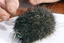 Xôn xao vật thể nghi “trư sa” ở Bình Phước: Có quý như lời đồn? 