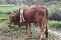 Bò 6 chân và những con vật quái dị từng xuất hiện ở Việt Nam gây xôn xao