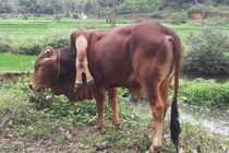 Bò 6 chân và những con vật quái dị từng xuất hiện ở Việt Nam gây xôn xao