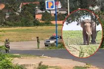 Voi nhà quật chết người: Sở VHTT & DL Đắk Lắk lý giải nguyên nhân