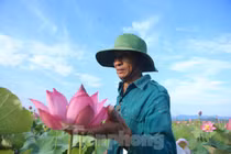 Đẹp ngỡ ngàng cảnh dân thu hoạch sen giữa cánh đồng lớn nhất Hà Tĩnh