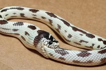 Giải mã thú vị: Vì sao rắn tự ăn thịt chính mình? 