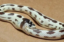 Giải mã thú vị: Vì sao rắn tự ăn thịt chính mình? 