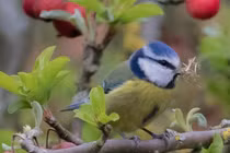 Người tuổi Hợi sinh tháng Âm lịch nào thì số phận may mắn?