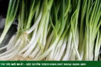 Hành lá khó bảo quản, lá úa vàng? Áp dụng 2 mẹo này, để cả tháng vẫn tươi