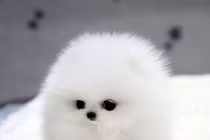 “Tan chảy” với 6 loài động vật đáng yêu nhất hành tinh