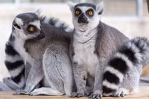 Kinh ngạc 6 loài động vật giữ kỷ lục “mê ngủ” nhất quả đất 