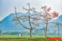 Hàng hoa gạo ngoại thành gìn giữ hồn quê đất Việt