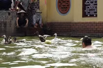 Nhộn nhịp lễ hội bắt vịt làng cổ ven đô Triều Khúc