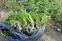 Cỏ dại không trồng cũng mọc sum suê, dân nhổ bán kiếm 600.000 đồng/ngày