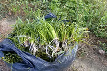 Cỏ dại không trồng cũng mọc sum suê, dân nhổ bán kiếm 600.000 đồng/ngày