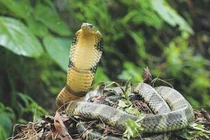 Tới nơi mà các loài rắn đi lại hàng đàn tại Việt Nam